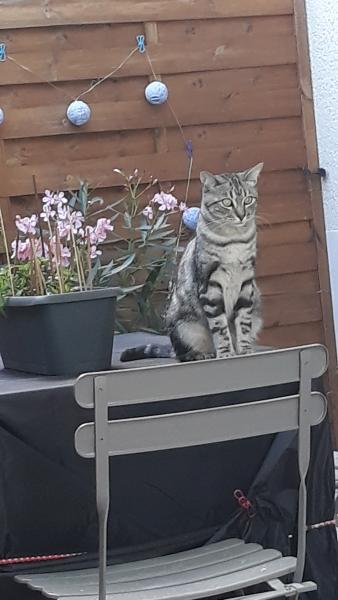 Aïko