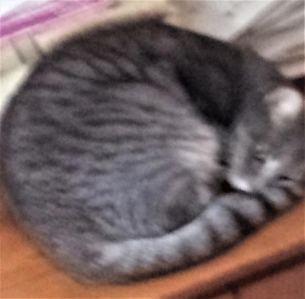 MIEZIE