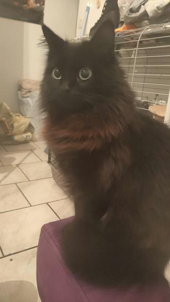 Nala
