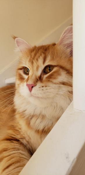 Caramel
