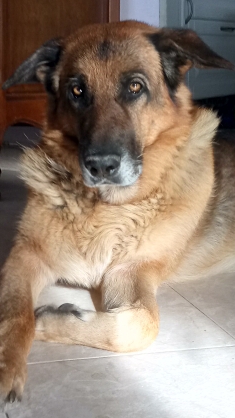 Jonas