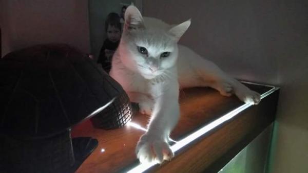 Minette