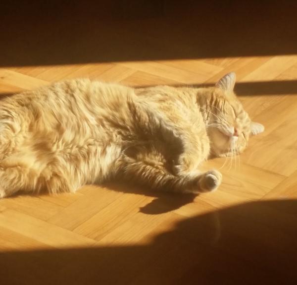 Sunny