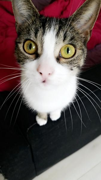 Minette