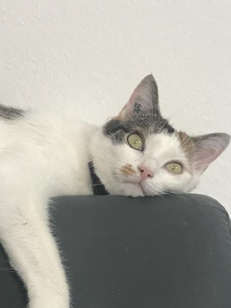 Oxa