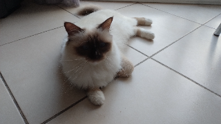 Saphir