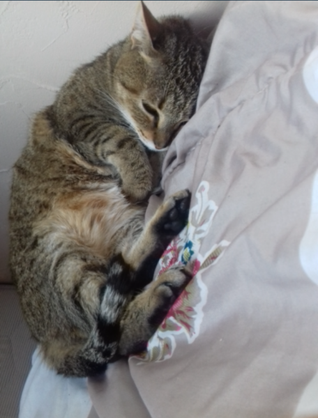 Nala