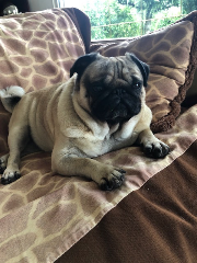 Poppy