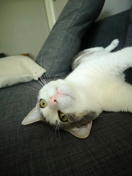 Pango