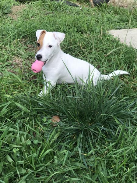 Nala