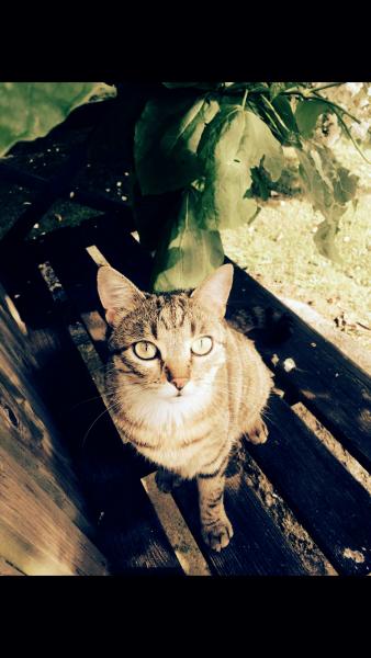 Nalah