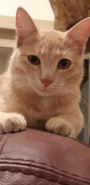 Oscar