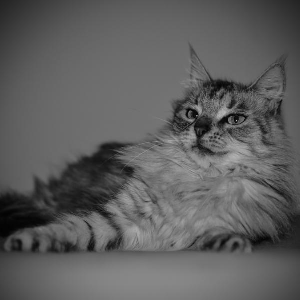 Olly (Lili)