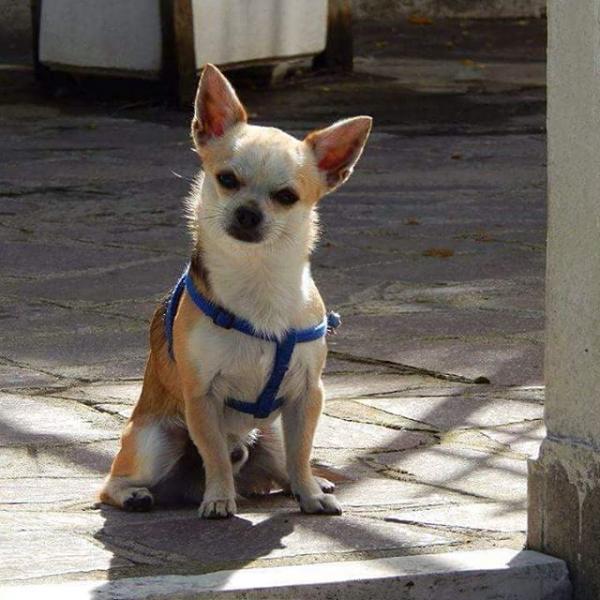 Oliver