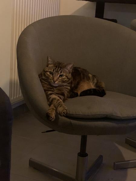Pouki