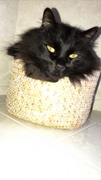 César