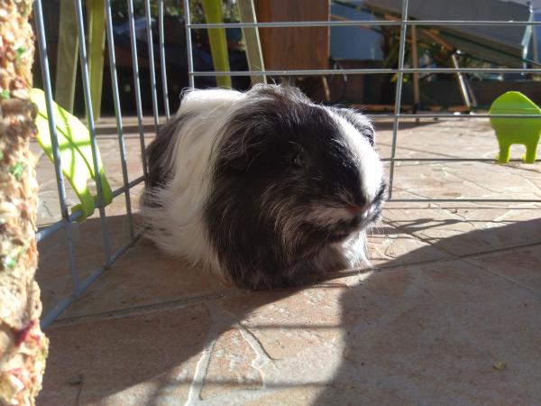 bandi