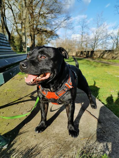 Taz