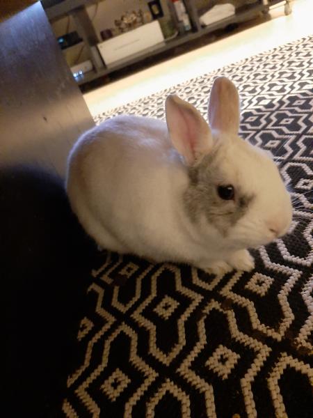 Django