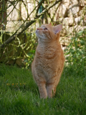 O'Malley