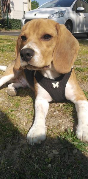 Patton