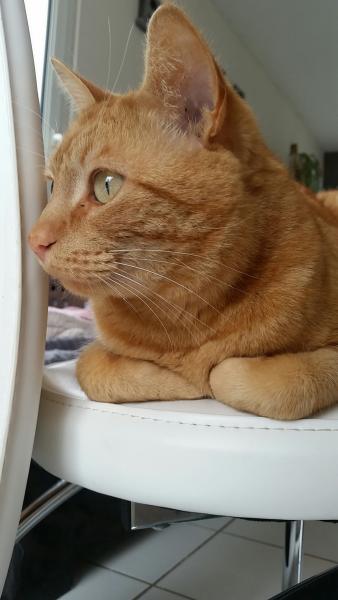 Rouki