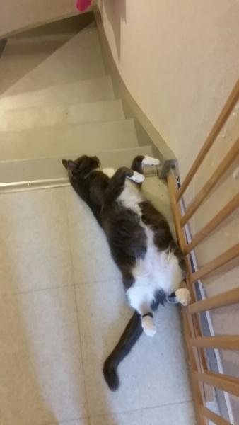 Meiki
