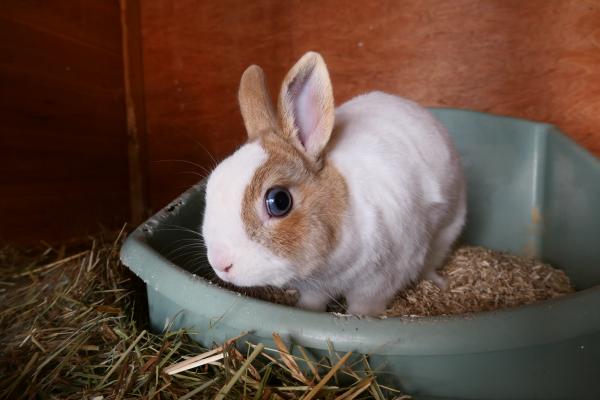 Filou