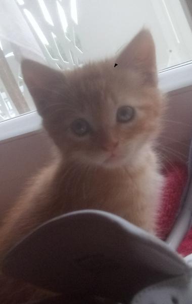 Coton