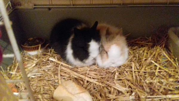Olive et Ortie