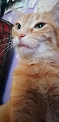 Dadou