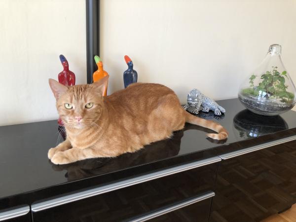 Linus