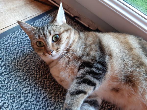 TINA
