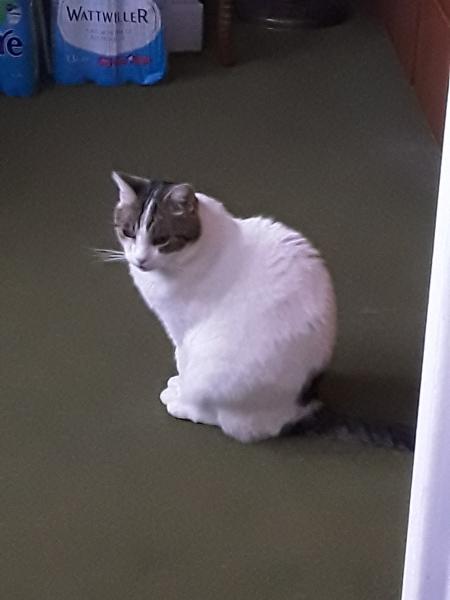 Singhi
