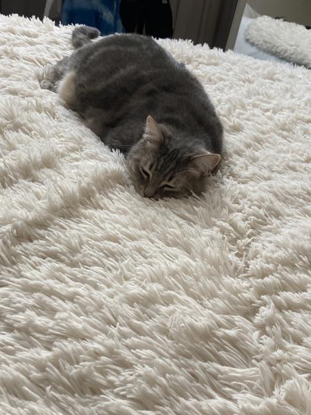 Nouchka