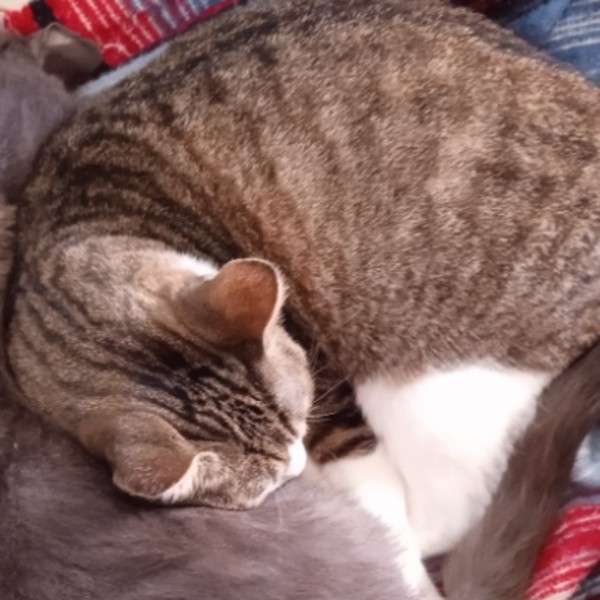 Miquette