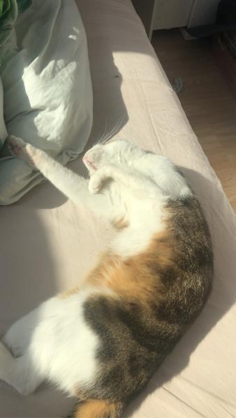 Calin