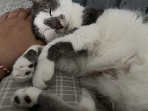 Ruffus