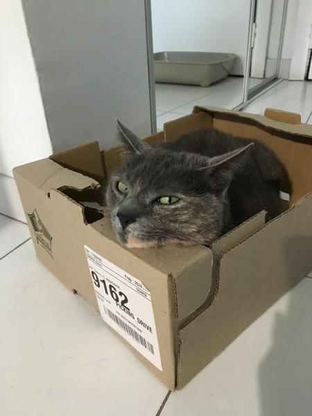 Minette