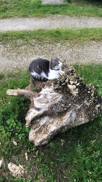 Boule