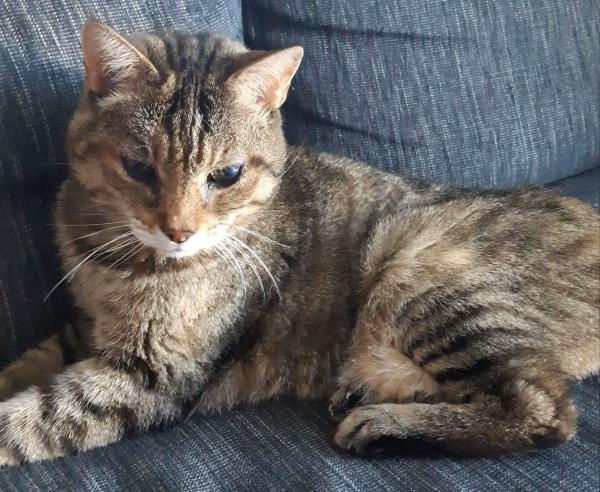 Tigra