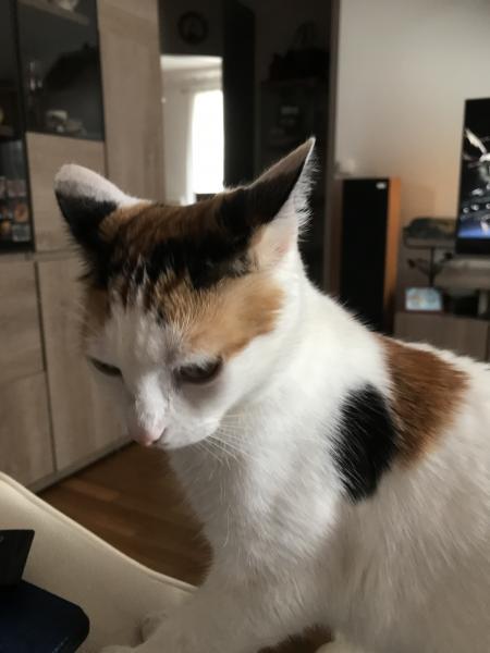 Poupie