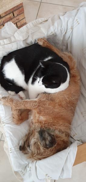 figaro