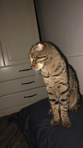 Marcel