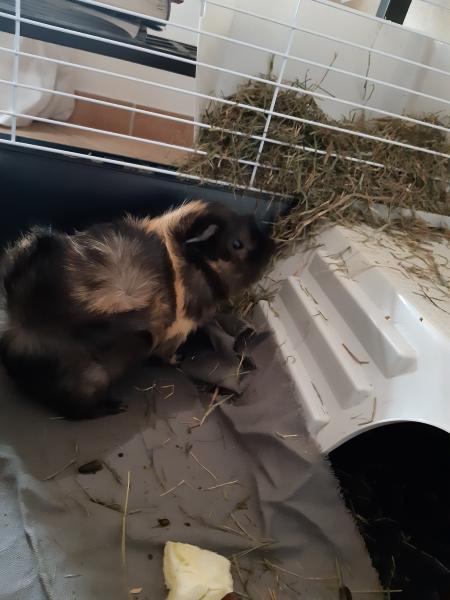 Barnabé