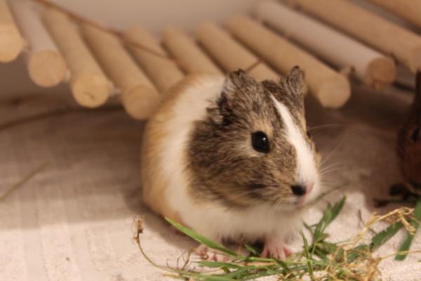 Cooki
