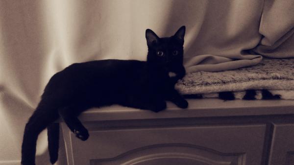 Emmy