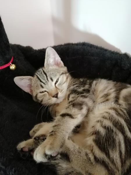 Kitty