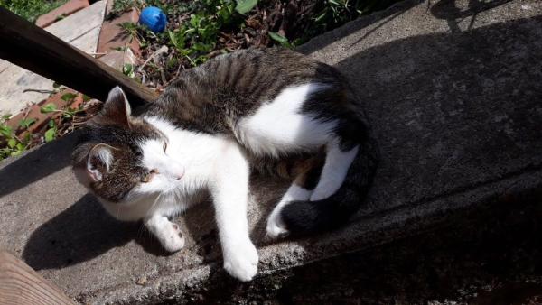 Flofy