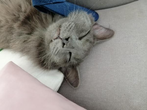 Pouce
